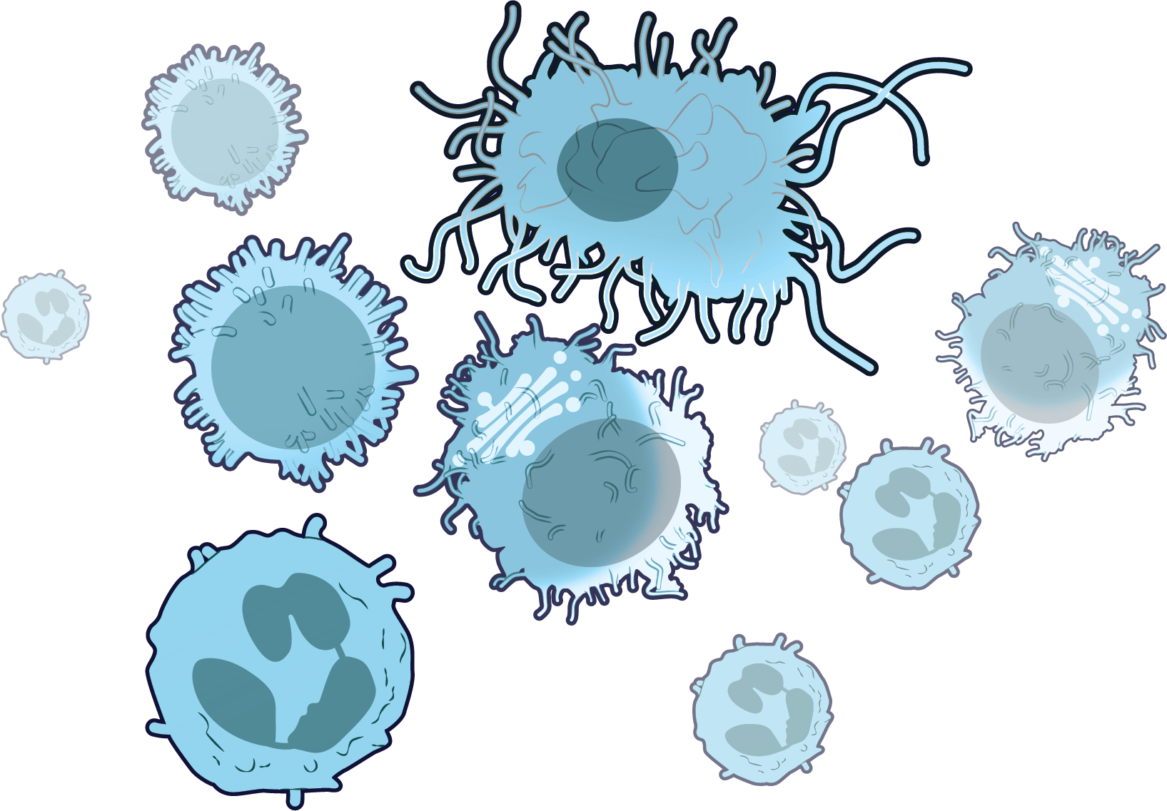 Immune Cells Interacting